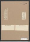 Amphora mexicana A. Schm. (de-Toni-Nr.: Genus 36, Species 1662) Zeichnungen Sammlung Grunow Nr. 3181 (NHMW-BOT-W0370625)